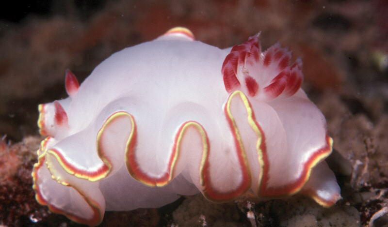 Glossodoris sedna